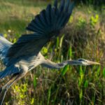 Flight Upgrades - A bird flying over a field of tall grass