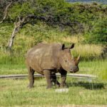 Wildlife Conservation Projects - A rhino is standing in a grassy field